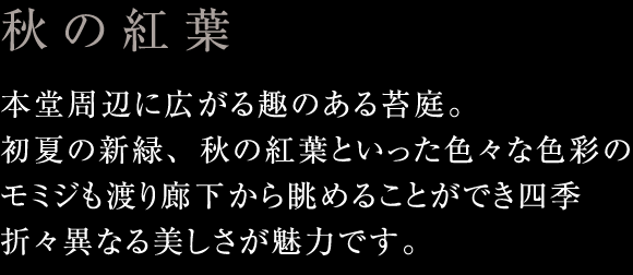 秋の紅葉：本堂周辺に広がる趣のある苔庭。初夏の新緑、秋の紅葉といった色々な色彩のモミジも渡り廊下から眺めることができ四季折々異なる美しさが魅力です。