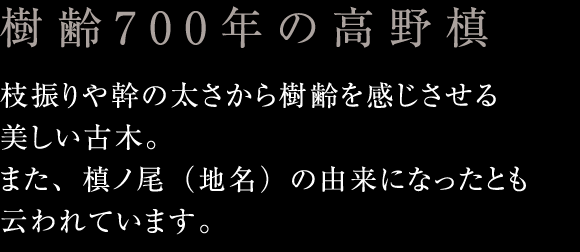 樹齢700年の高野槙：枝振りや幹の太さから樹齢を感じさせる美しい古木。また、槙ノ尾（地名）の由来になったとも云われています。