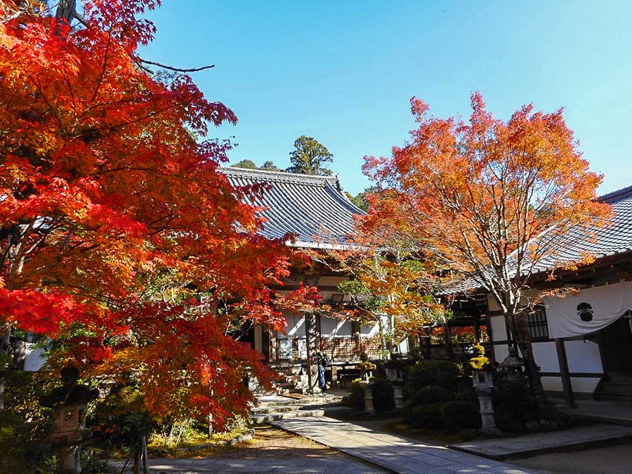 西明寺 紅葉