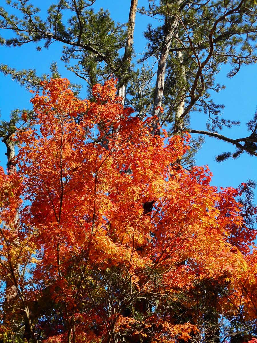 西明寺　紅葉