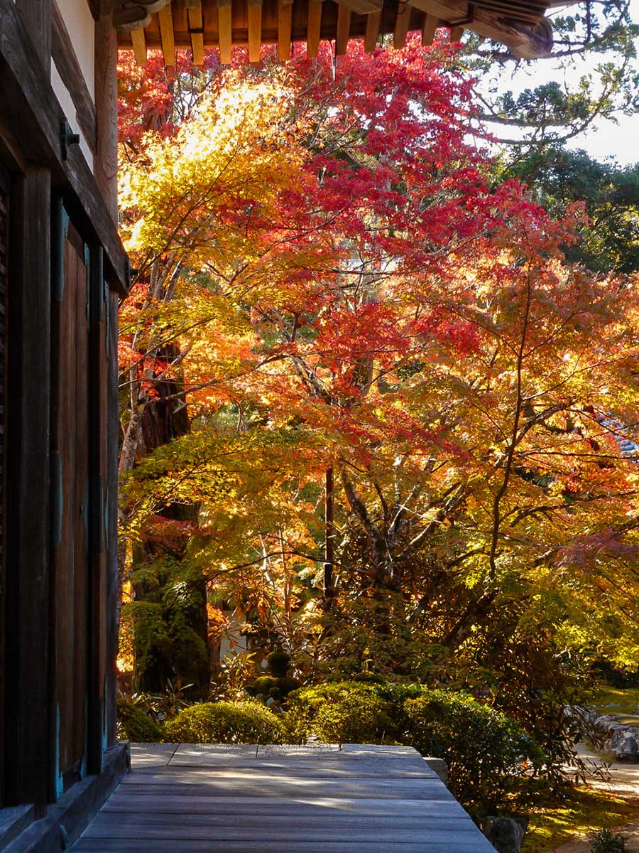 西明寺 紅葉