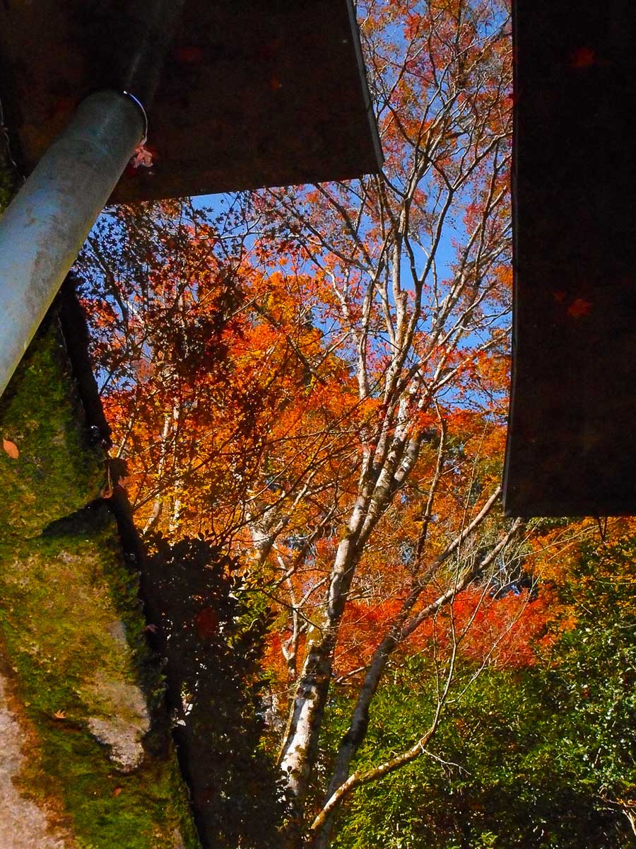 西明寺 紅葉　逆さモミジ