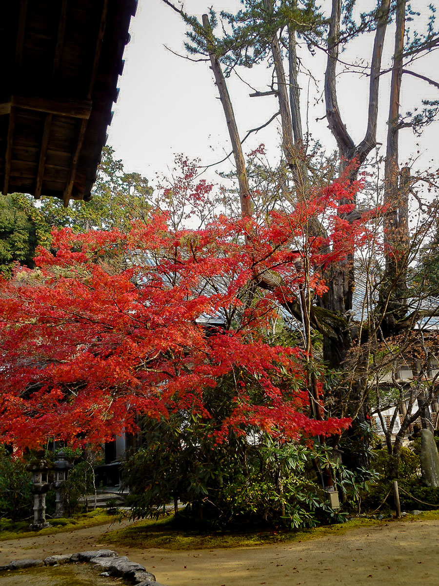 西明寺紅葉1