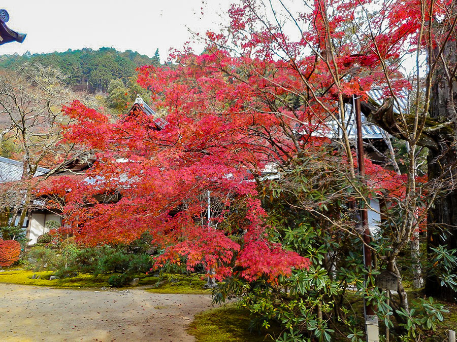 西明寺 紅葉2