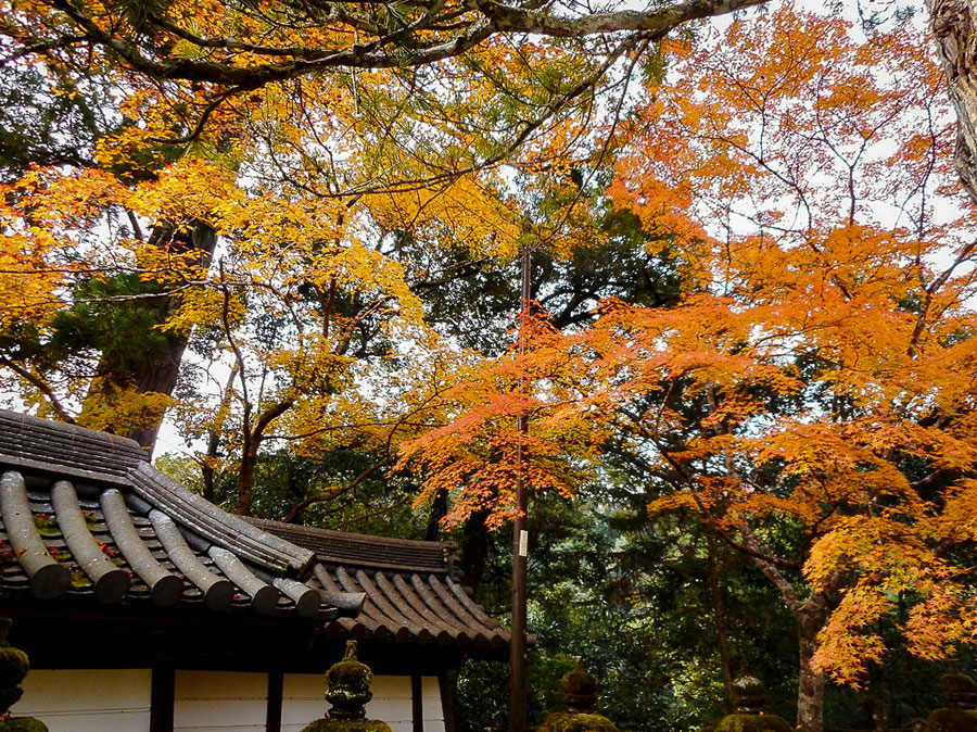 西明寺　紅葉8