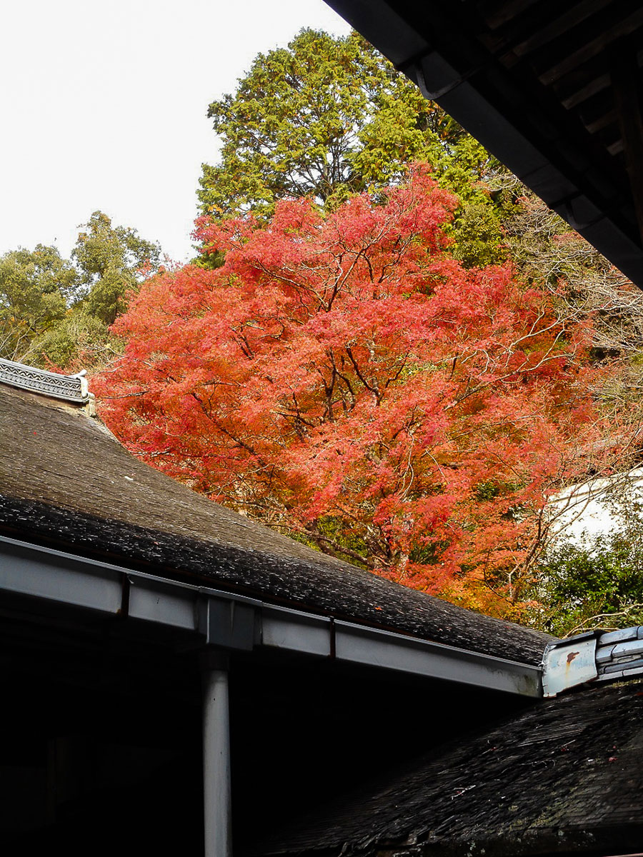 西明寺　紅葉9