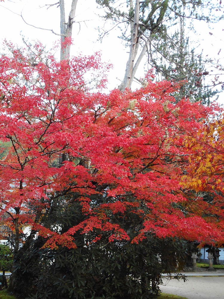 槙尾山西明寺 紅葉20221116_02