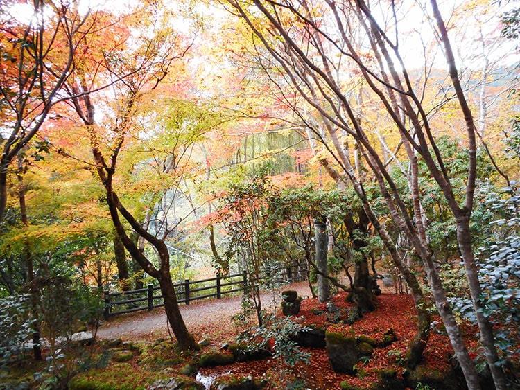 槙尾山西明寺 紅葉20221116_04