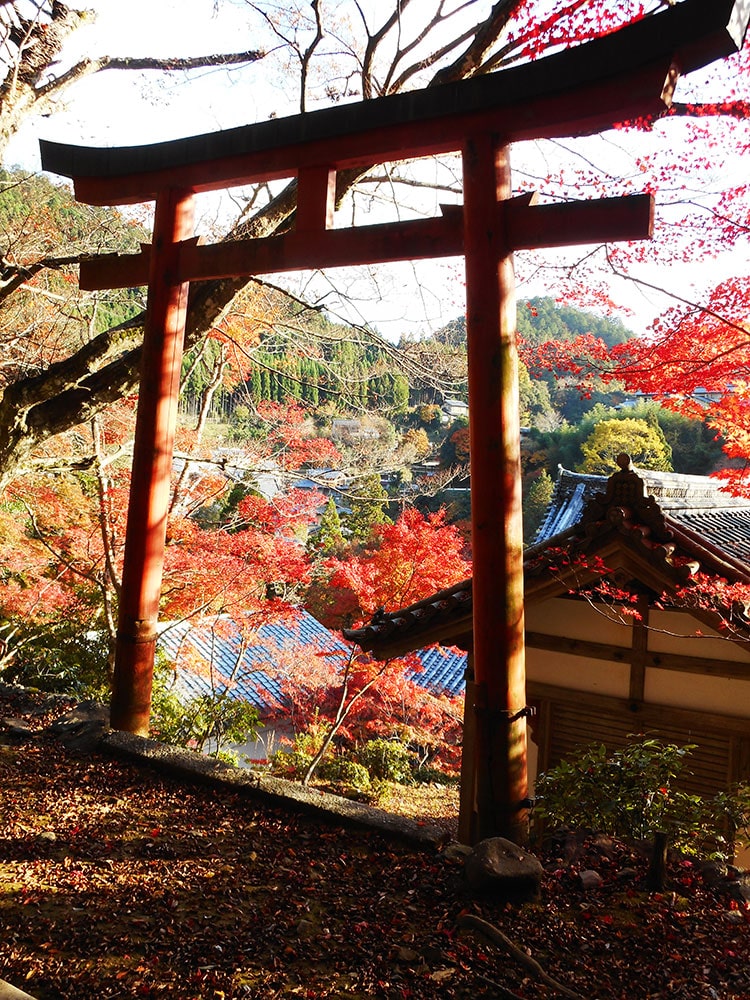 槙尾山西明寺 紅葉20221116_05