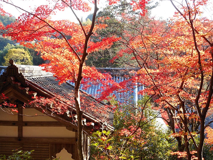 槙尾山西明寺 紅葉20221116_06