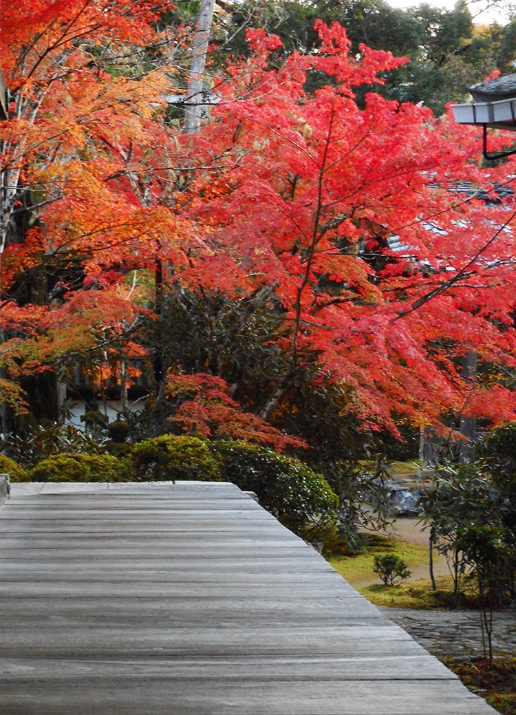 槙尾山西明寺 紅葉20221116_01