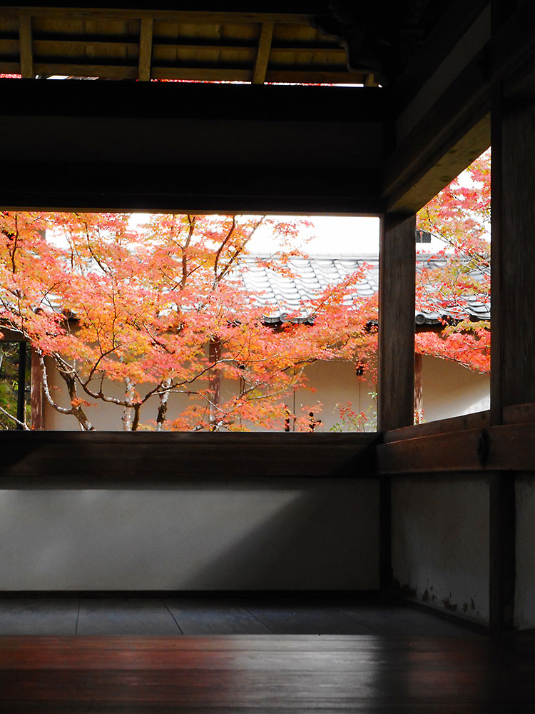 紅葉 槙尾山 西明寺　京都