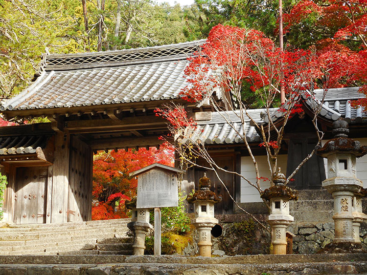 紅葉 槙尾山 西明寺　京都