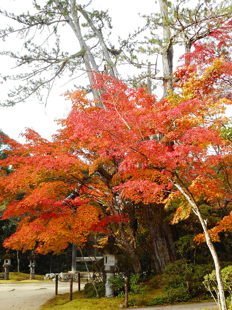 紅葉 槙尾山 西明寺　京都