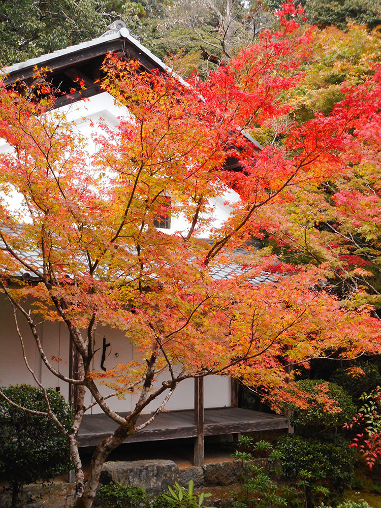 紅葉 槙尾山 西明寺　京都