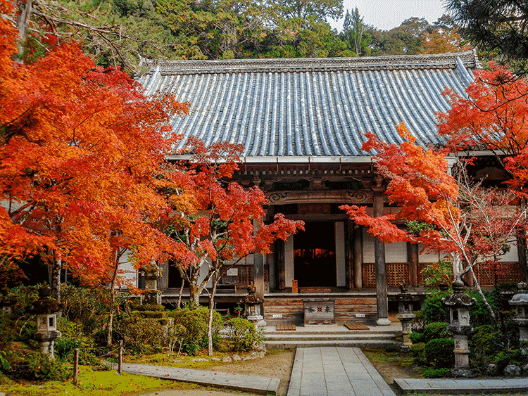 紅葉情報 西明寺
