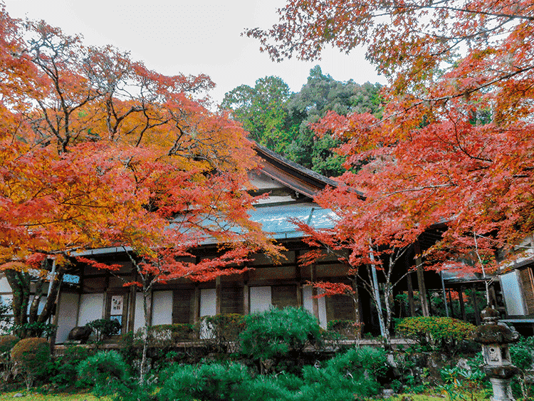 紅葉情報 西明寺