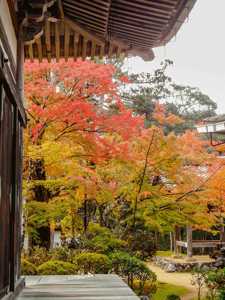 西明寺 紅葉