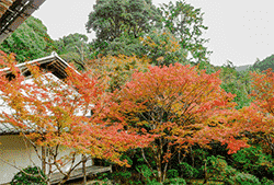西明寺　紅葉