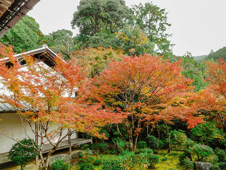 西明寺 紅葉