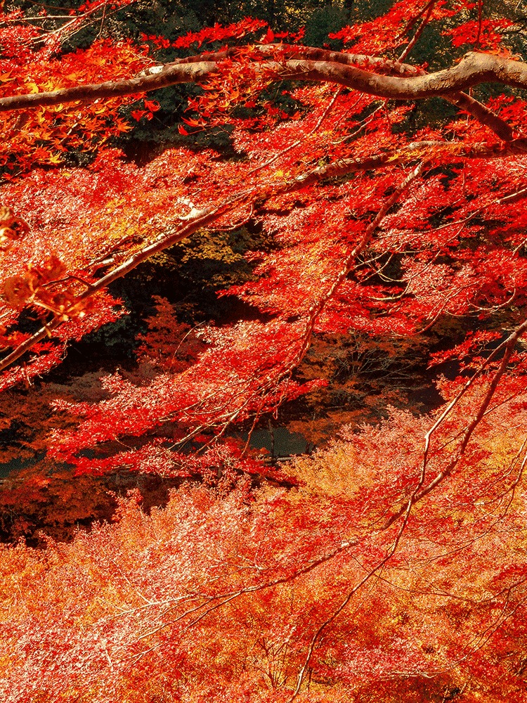 紅葉情報 西明寺