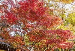 西明寺　紅葉情報