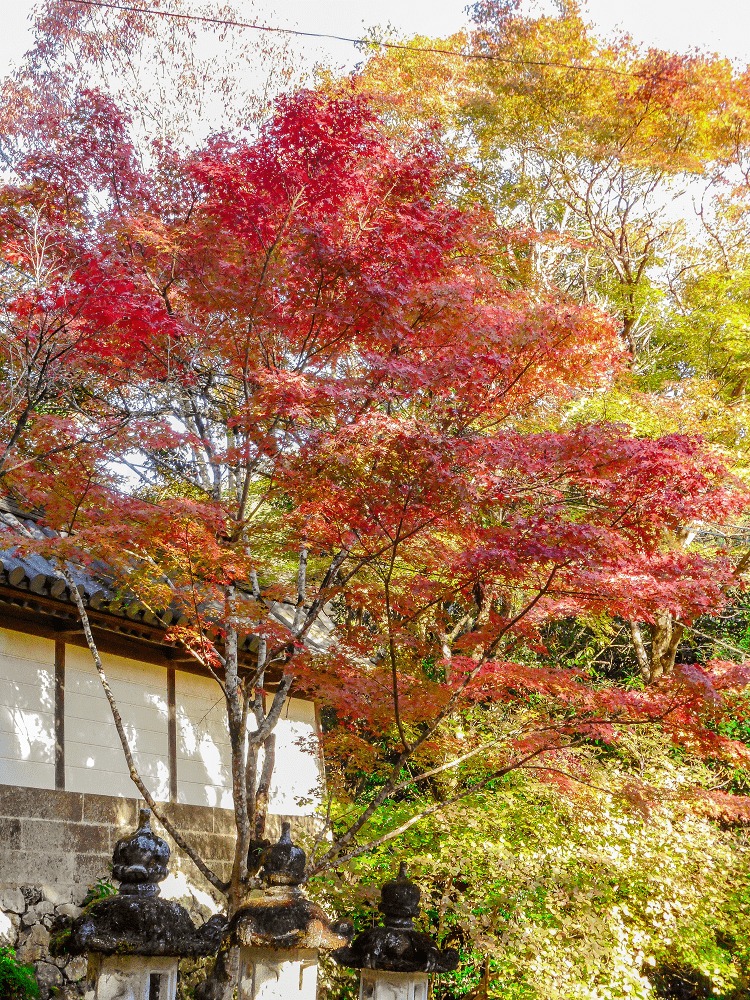 西明寺紅葉情報