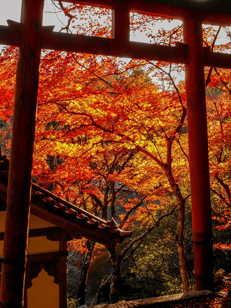 紅葉情報 西明寺