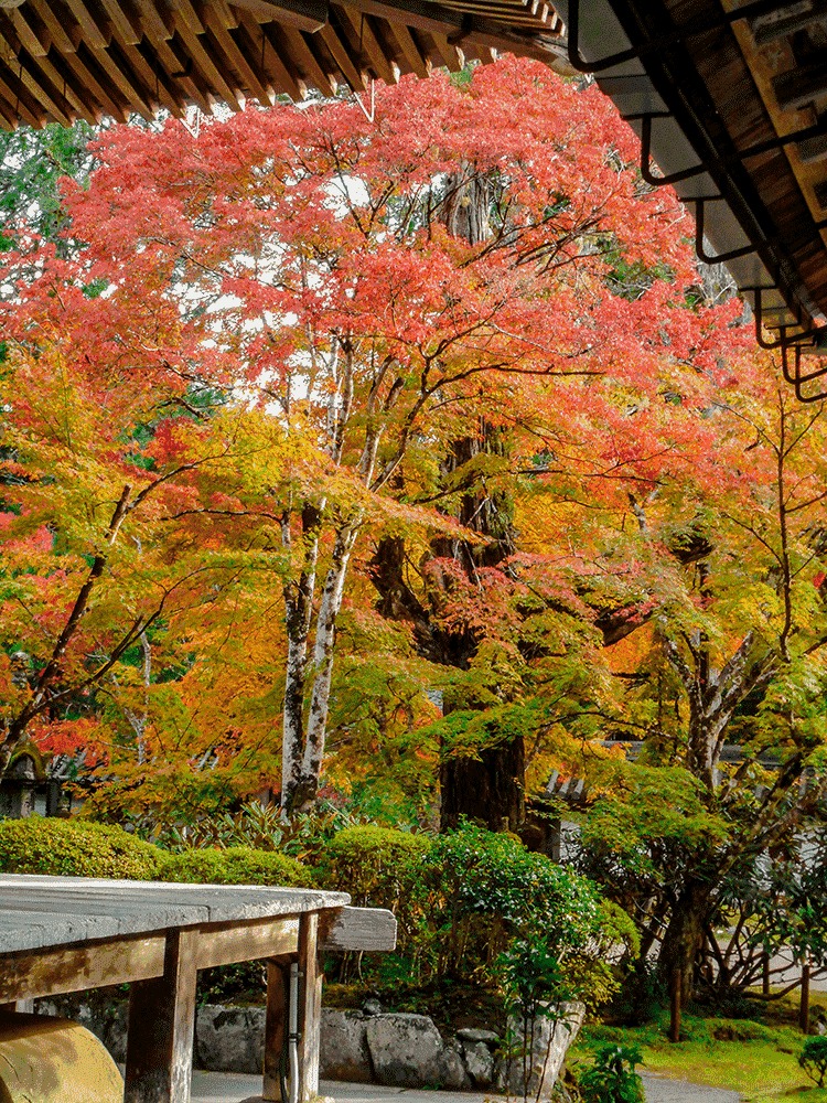 西明寺 紅葉