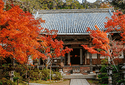 紅葉情報　西明寺