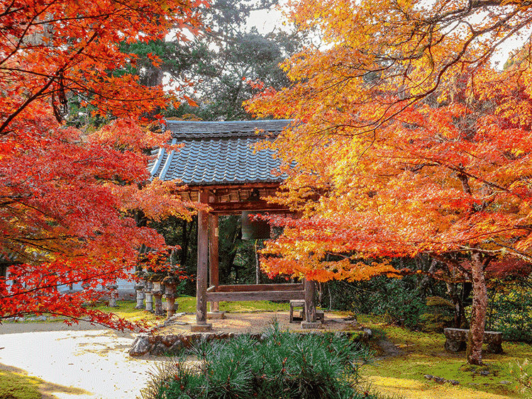 紅葉情報 西明寺