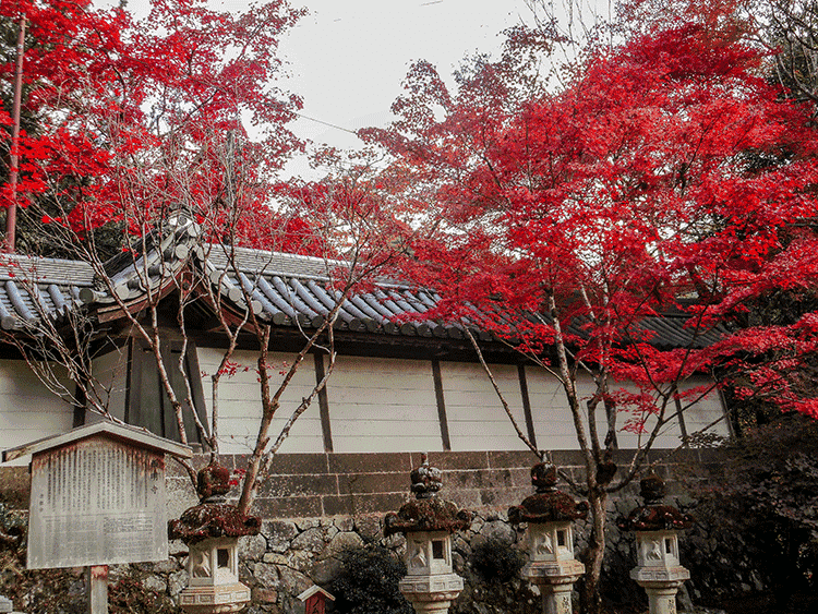 紅葉情報 西明寺