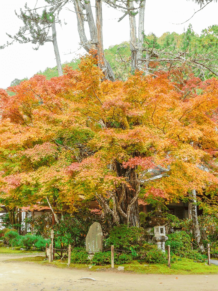 西明寺 紅葉