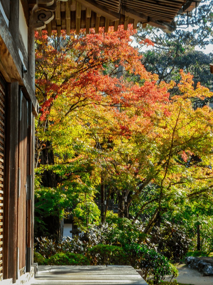 西明寺紅葉情報