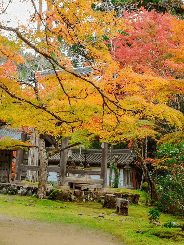 西明寺 紅葉