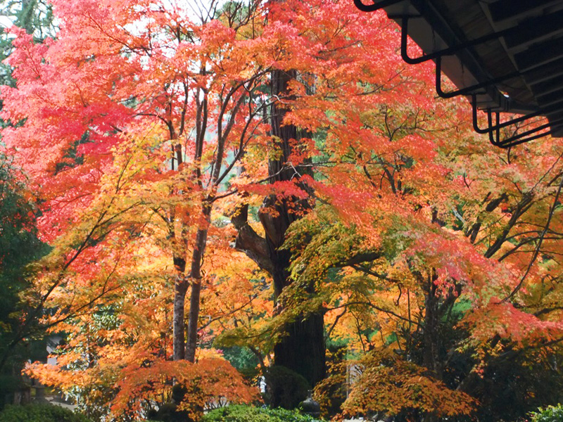 高野槙の古木2