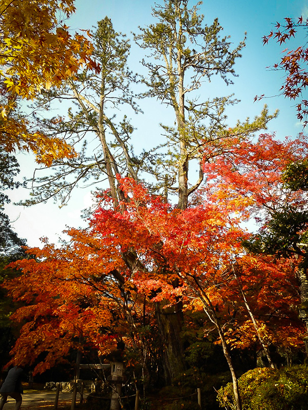 高野槙の古木3