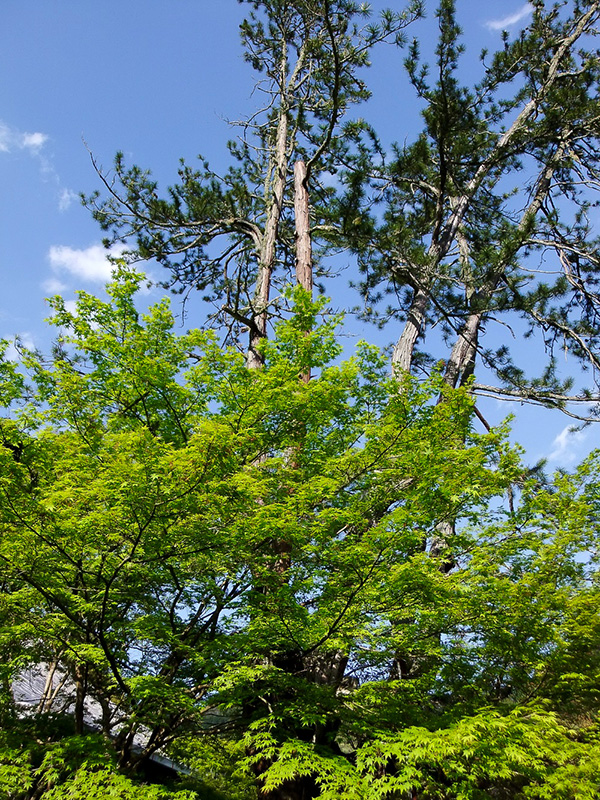 高野槙の古木4